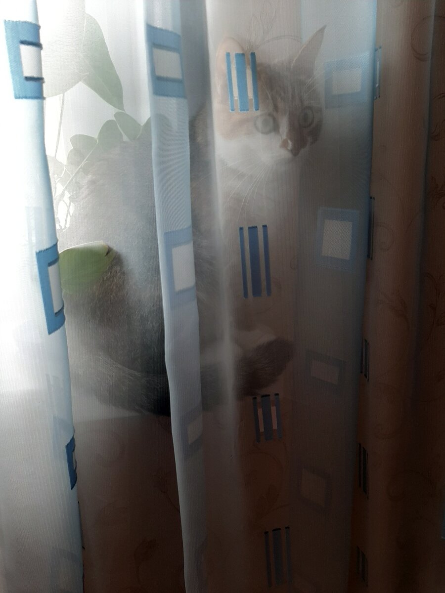 Спряталась