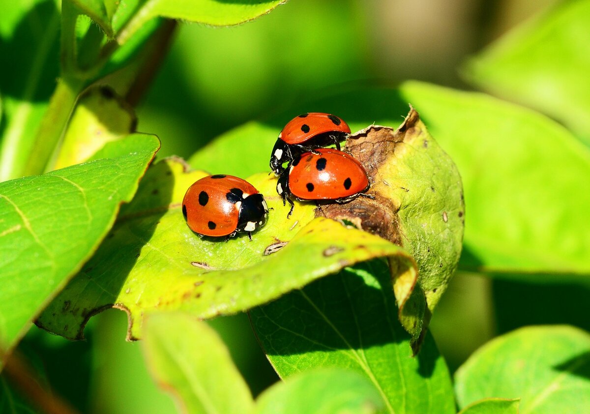 Фото с https://pixabay.com/ru/photos