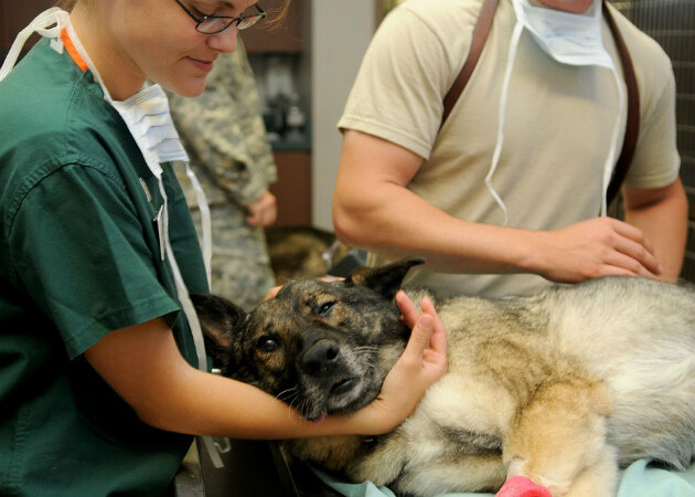 Первые сутки после операции животное приходит в себя: спит; проснувшись, плохо ориентируется в пространстве, отказывается от еды. На второй день самцы чувствуют себя почти как до процедуры. Собаки и кошки после стерилизации восстанавливаются чуть дольше. Пока швы не снимут (а это происходит через неделю-полторы), рану регулярно обрабатывают, следят, чтобы животное ходило в попоне.