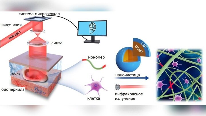  Принципиальная схема эксперимента. Перевод Вести.Ru. Иллюстрация Yuwen Chen et al., Science Advances (2020).

