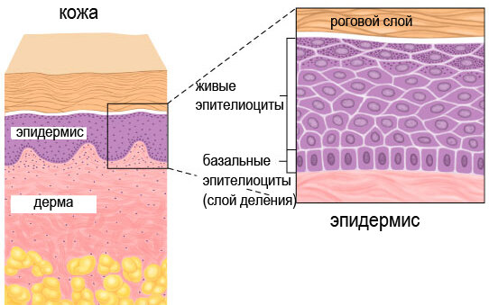 Кожа (регенерация происходит снизу от дермы наверх на кожу)