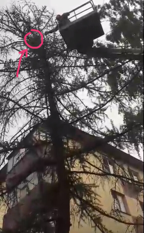 Еще чуть-чуть и спасен! Фото с места событий.