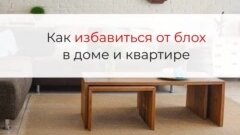 Как избавиться от блох в доме и квартире