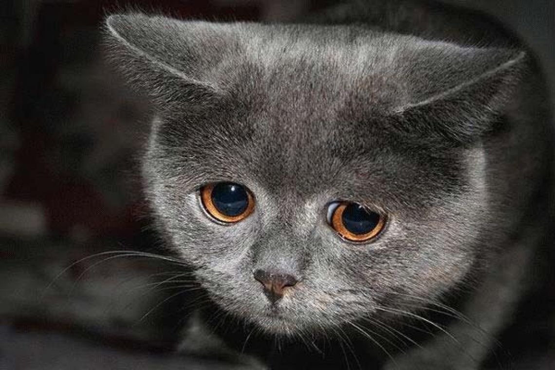взято из открытого источника