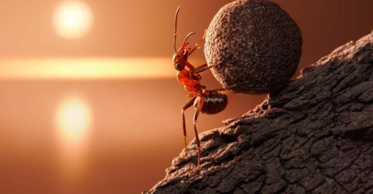 Солнце встало - муравей пашет... Источник: https://www.modernghana.com/news/969548/the-ant-very-small-insect-with-a-marvelous-intell.html