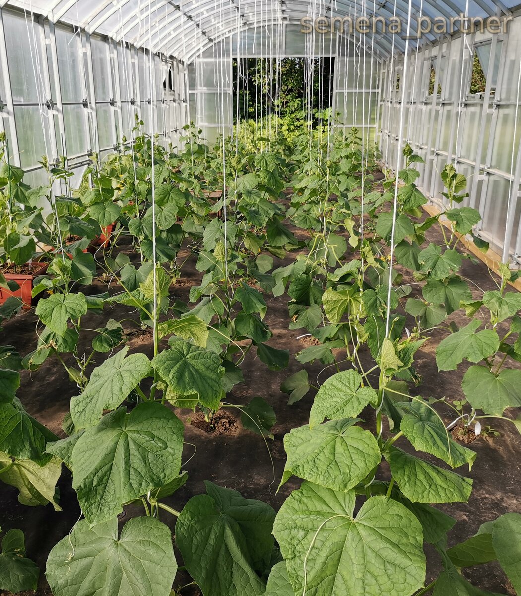 Огурцы в теплице на опытном участке Агрофирмы Партнер 2020 год.