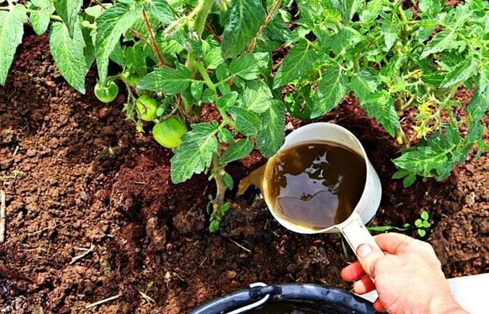 урожай, дом, дача, сад, огород,  подкормка, полезные советы, 