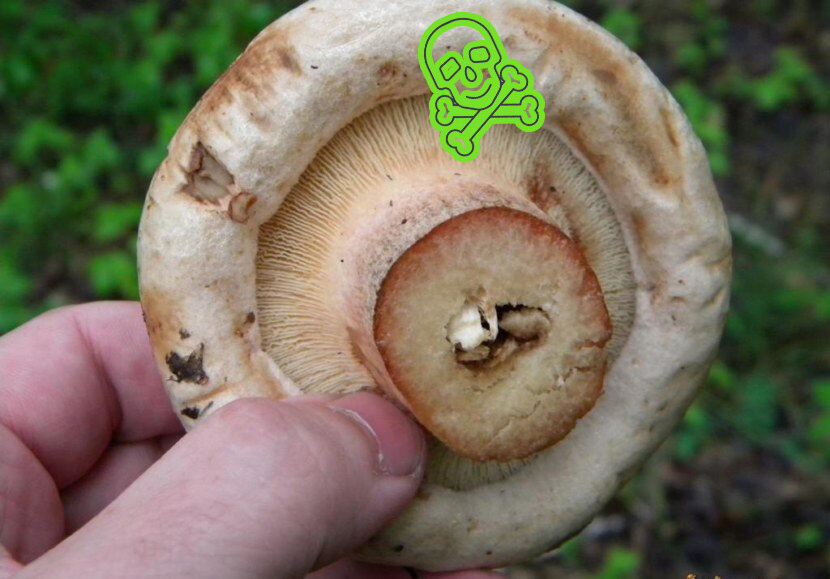 Дуньки съедобные или нет