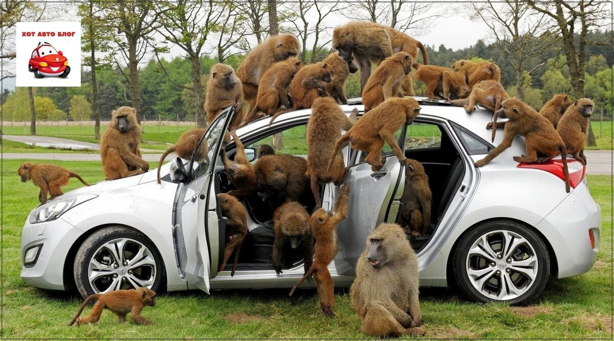 Мартышки осматривают автомобиль перед покупкой ))
Фото: сайт настол ком