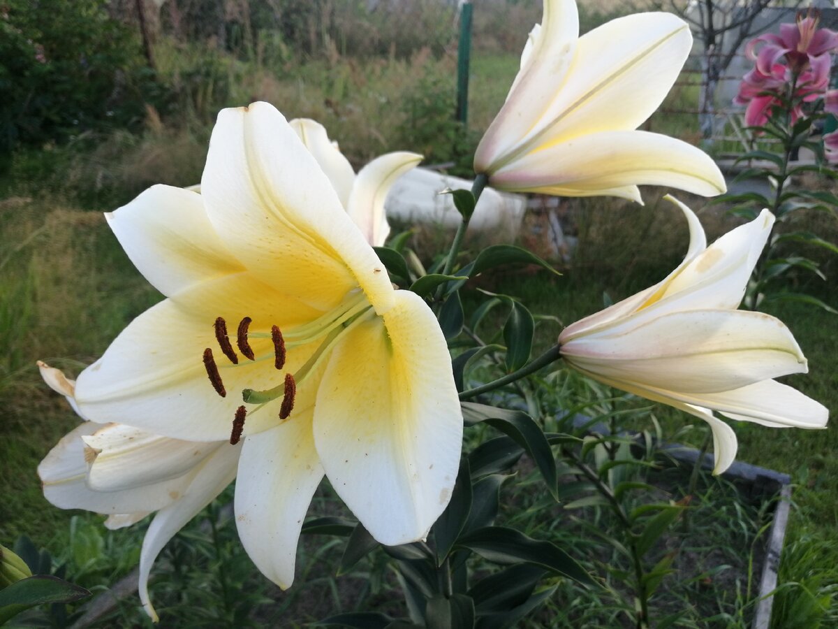 Лилия Lilium Curitiba