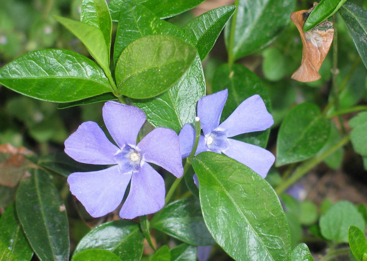 Фото с сайта https://nagrunte.ru/