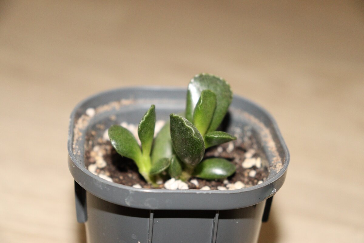 Личное фото