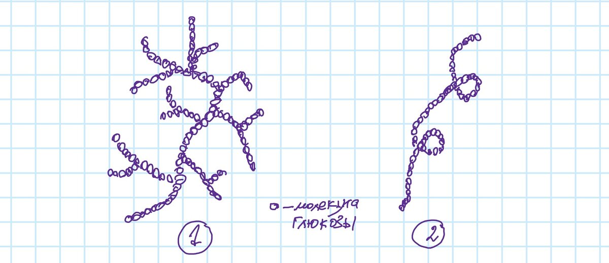 Молекула амилопектина (1) – это разветвлённая цепь молекул глюкозы, у которой легко «отщипнуть» молекулу глюкозы от любой ветки. Молекула амилозы (2) – длинная неразветвлённая цепь. Молекулы амилозы соединяются между собой гидроксильными связями (как в воде, кто ещё помнит химию). И очень трудно оторвать от такой «связки» хоть сколько-нибудь молекул глюкозы.