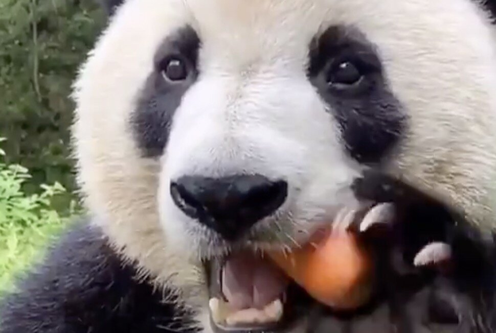 Панда грызет морковь