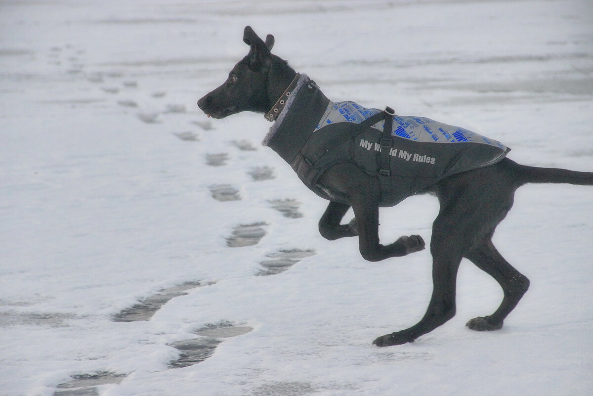 когда твоя собака это лошадка. Или кенгуру