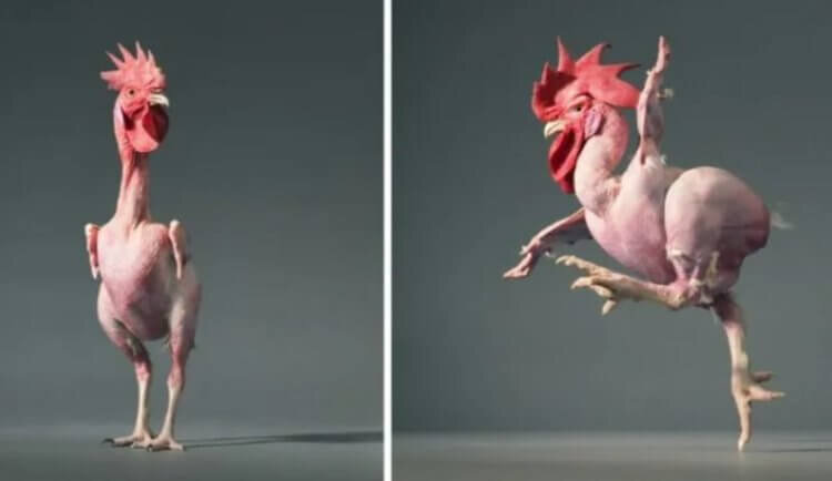 Как вы думаете, какая польза от отсутствия перьев у куриц? 