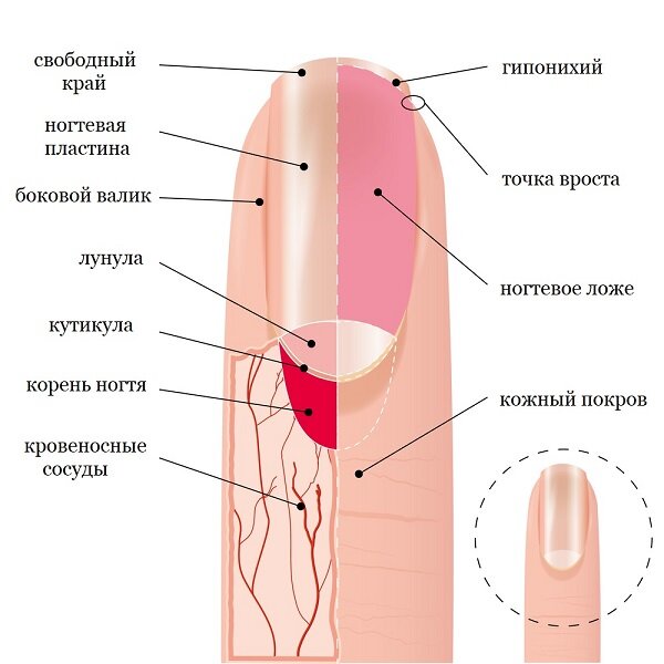 Строение ногтя и ногтевой пластины