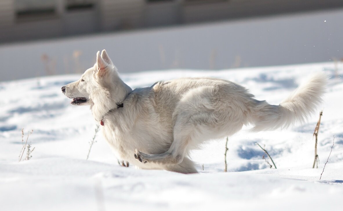 Сибирский хаски груминг. Йоркипу груминг. Груминг кокер спаниеля. Стрижка когтей щенку. Груминг кокер спаниеля.