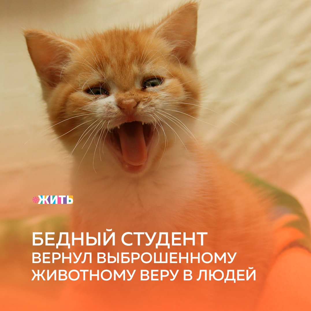 Мы хотим рассказать Вам историю об одном удивительном юноше, которого зовут Ильдар😌 
Ильдар - студент, который мечтает после окончания университета вернуться к себе на родину и работать в местной школе. Но для осуществления мечты ему приходится тяжело работать не только для получения диплома, но и для того, чтобы обеспечить себя, так как родителям не всегда удается поддерживать парня🙌

«Буду уважаемым человеком. Детишек буду учить добру», — примерно так Ильдар отвечал два года назад родственникам, удивлённым выбору «женской» профессии. Об этом он мечтал сейчас. И оставалось всего-ничего — пара лет учёбы. А тут пандемия. Кафе, где работал Ильдар, закрылось в первые же дни😔

Он устроился на работу грузчиком и с очередной смены возвращался с рассветом, но вдруг услышал какой-то писк, раздававшийся из ближайшего мусорного бака. Преодолевая брезгливость, он залез в бак и вытащил оттуда шевелящийся пакет. Развязал и увидел бело-рыжего котёнка с гноящимися глазками. Котик требовательно верещал , и Ильдар покорно побрёл к ближайшему ларьку, который как раз открывался…

В ветеринарную клинику молодой человек попал в первый раз в жизни. До этого как-то не приходилось. В село к ним иногда приезжал мужчина из комитета ветеринарии, но это же совсем другое. Отдав последние деньги на лечение и корм для нового пушистого друга, парень вернулся домой и еще очень долгое время прятал своего питомца в комнате. пока однажды не нашел под дверью пакет😊

Там было немного корма для кота, а ещё макароны и тушёнка для самого студента. И записка о том, что котика прятать больше не надо. Ильдар так и не узнал, кто оставил продукты, но был безмерно рад🥰

Для своего нового пушистого друга парень не пожалел ничег, и кот отвечал ему взаимным, теплым чувством. Спасибо за то, что вернули котенку веру в людей❤

Друзья, не забудьте поставить👍 и поделиться этой доброй историей🙌

#жить #проектжить #животные #добро