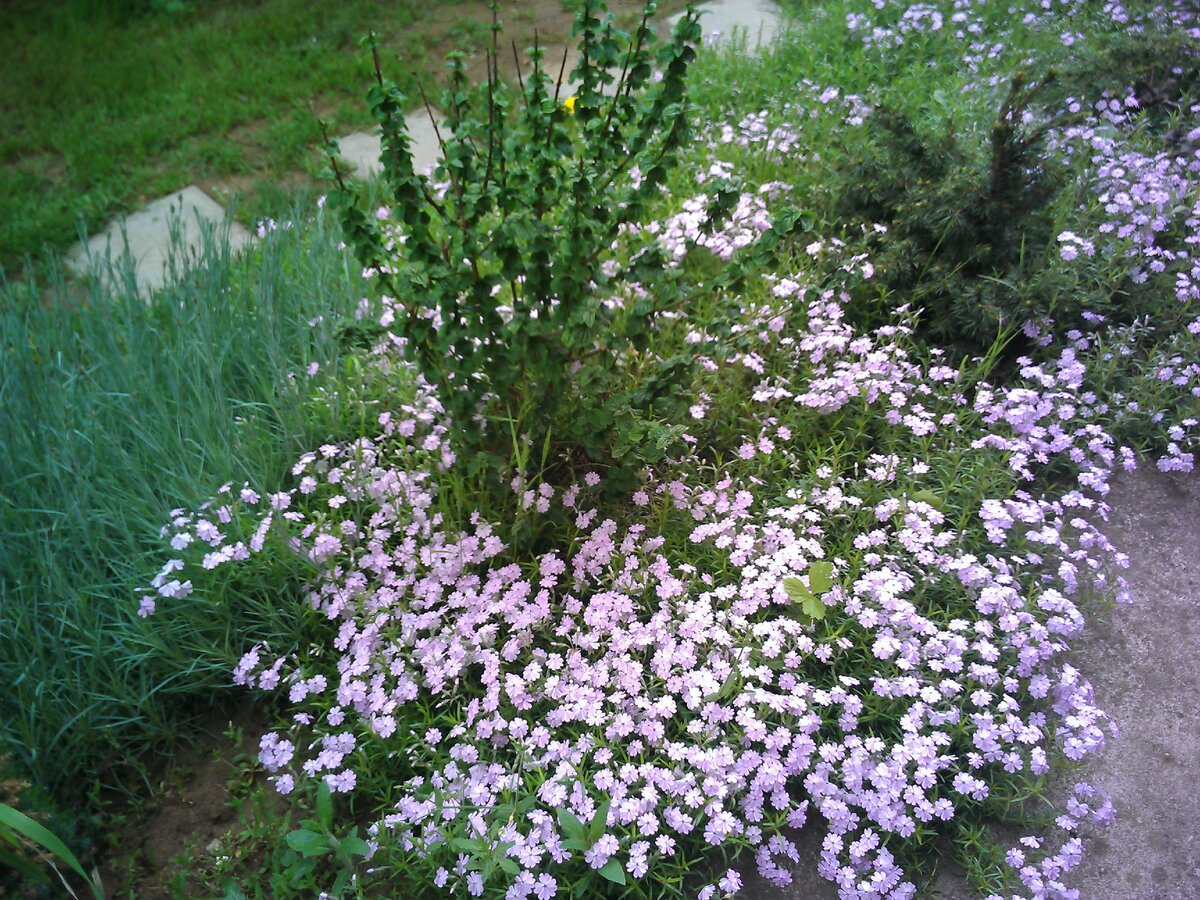 Флокс шиловидный Г.Ф. Уилсон (Phlox subulata G.F. Wilson) расплескался под ногами Дёрена красного Компресса (Cornus sanguinea Compressa) 