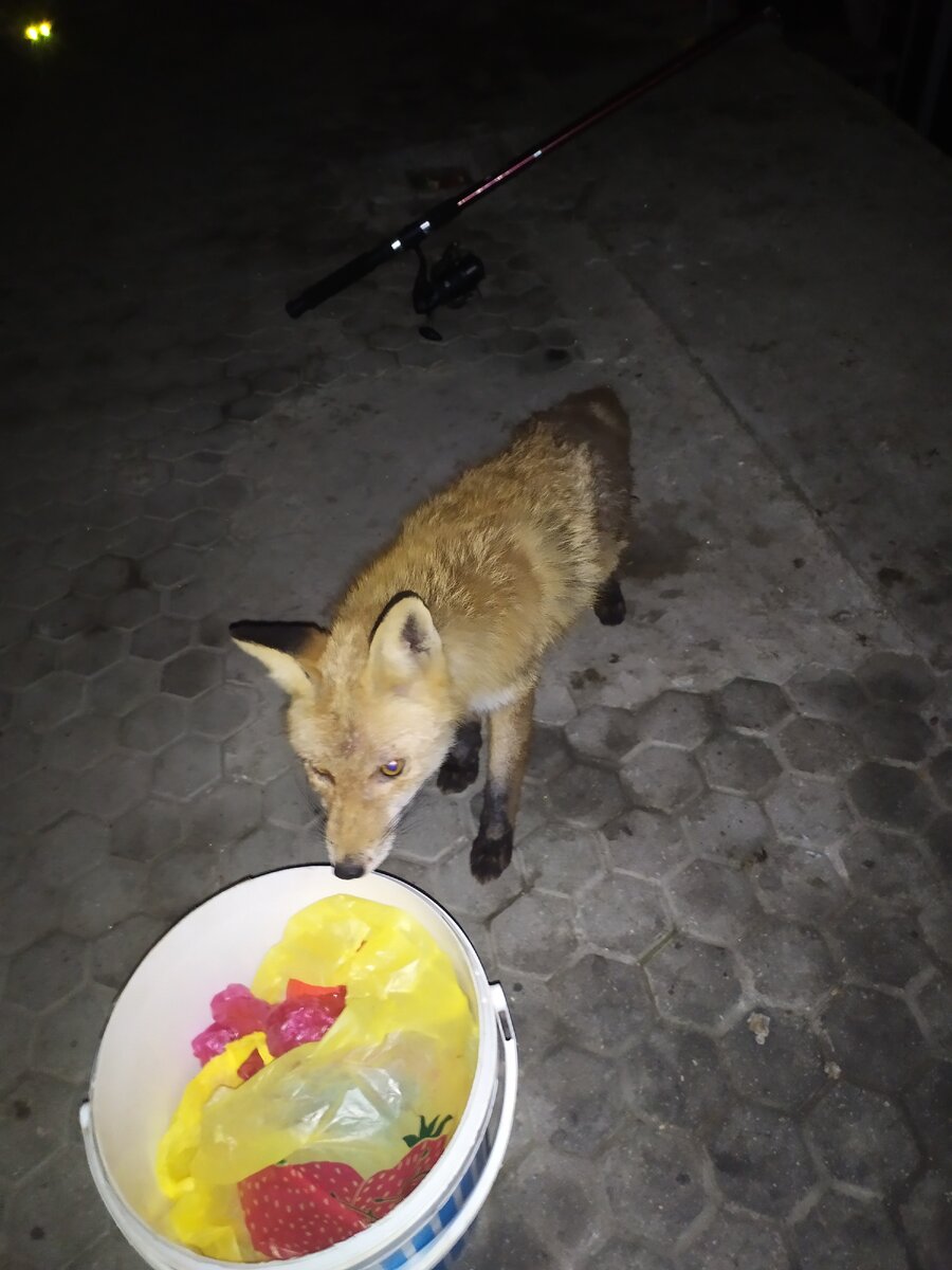 Рыжий "рыбнадзор"