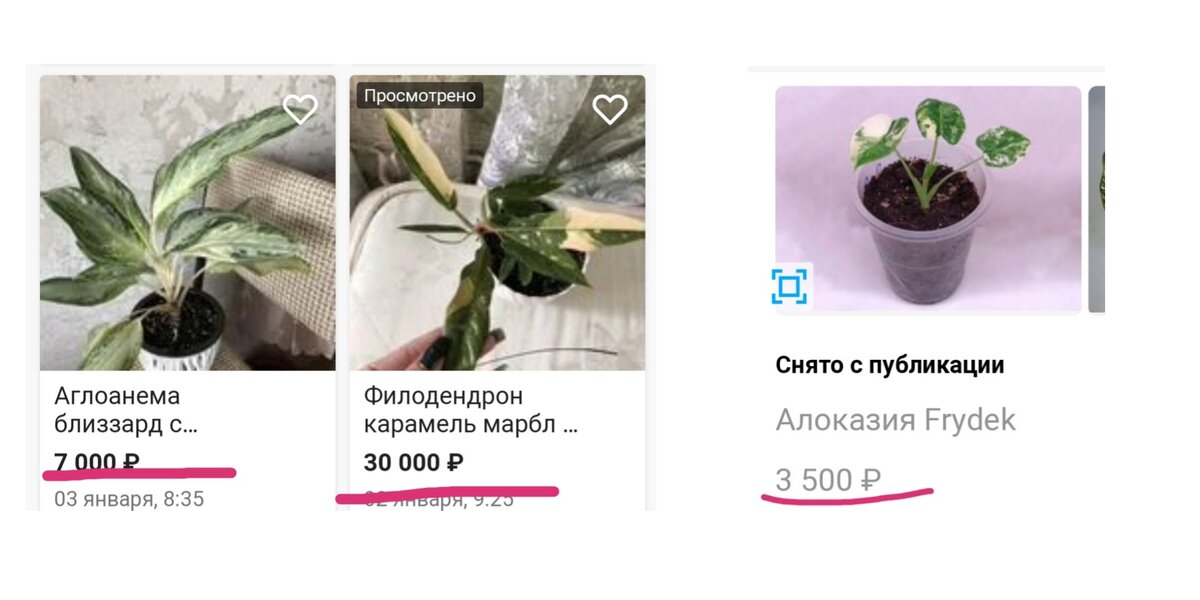 https://m.avito.ru/rostov-na-donu/rasteniya/filodendron_karamel_marbl_i_ring_off_faeer_2028576609