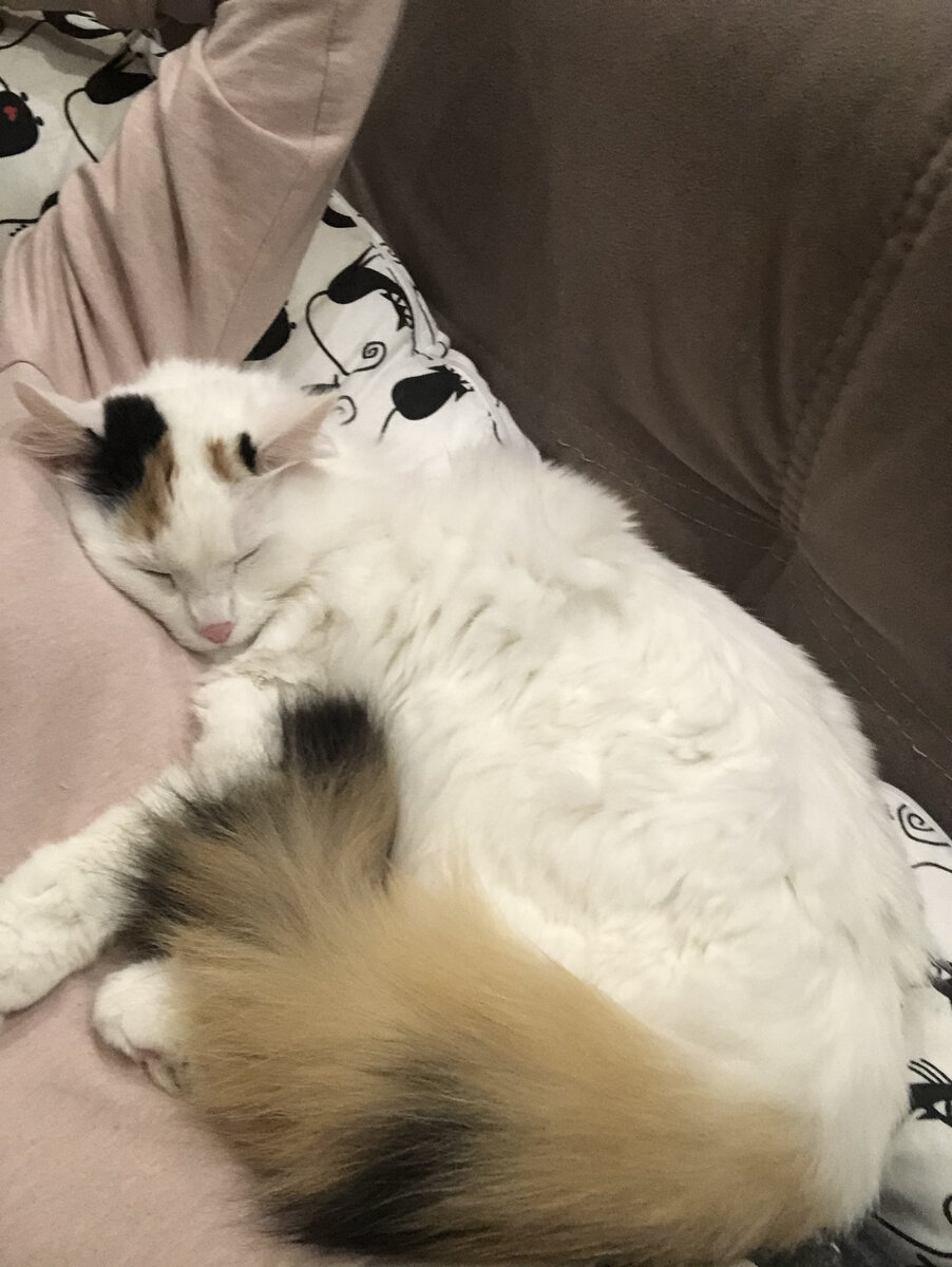 Капа во всей своей величественной кошачьей красоте