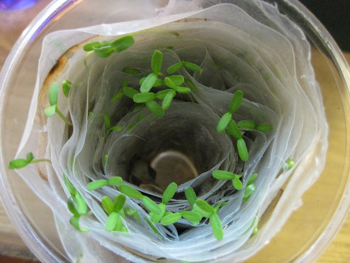 изображение взято в свободном доступе