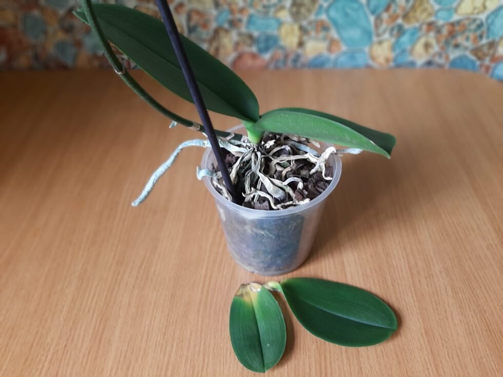 Болезни орхидей и их лечение в домашних условиях