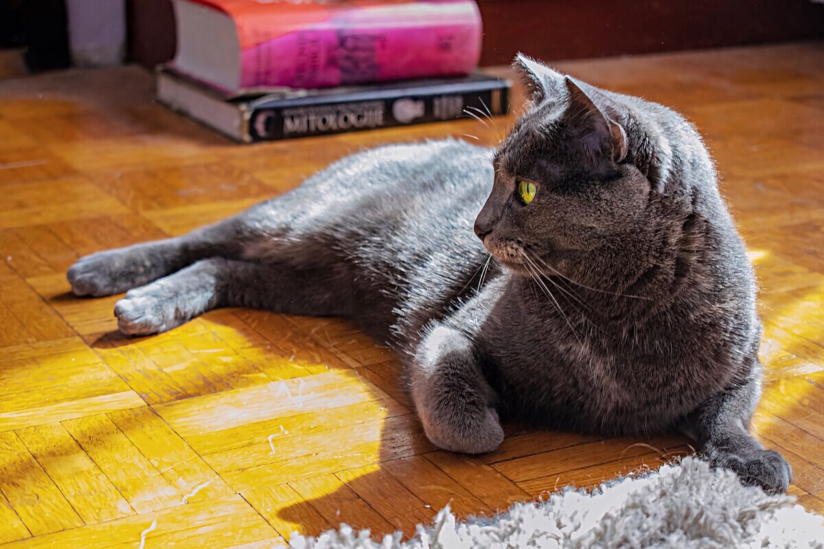 Программа бонус-плюс — ещё и цвет окраса неординарный!