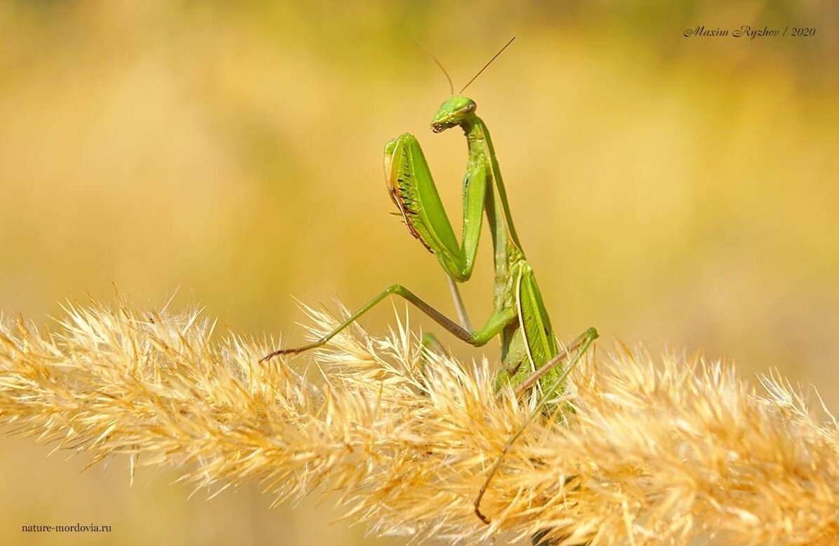 Обыкновенный богомол (Mantis religiosa) в Мордовии | Природа в объективе |  Дзен