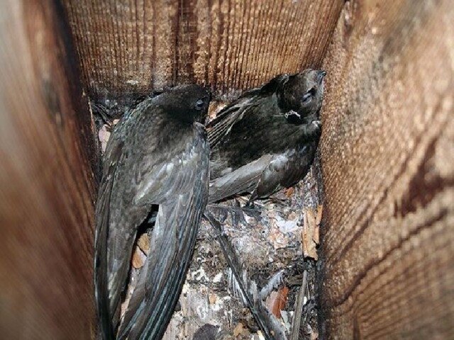 Птенцы чёрного стрижа в дуплянке