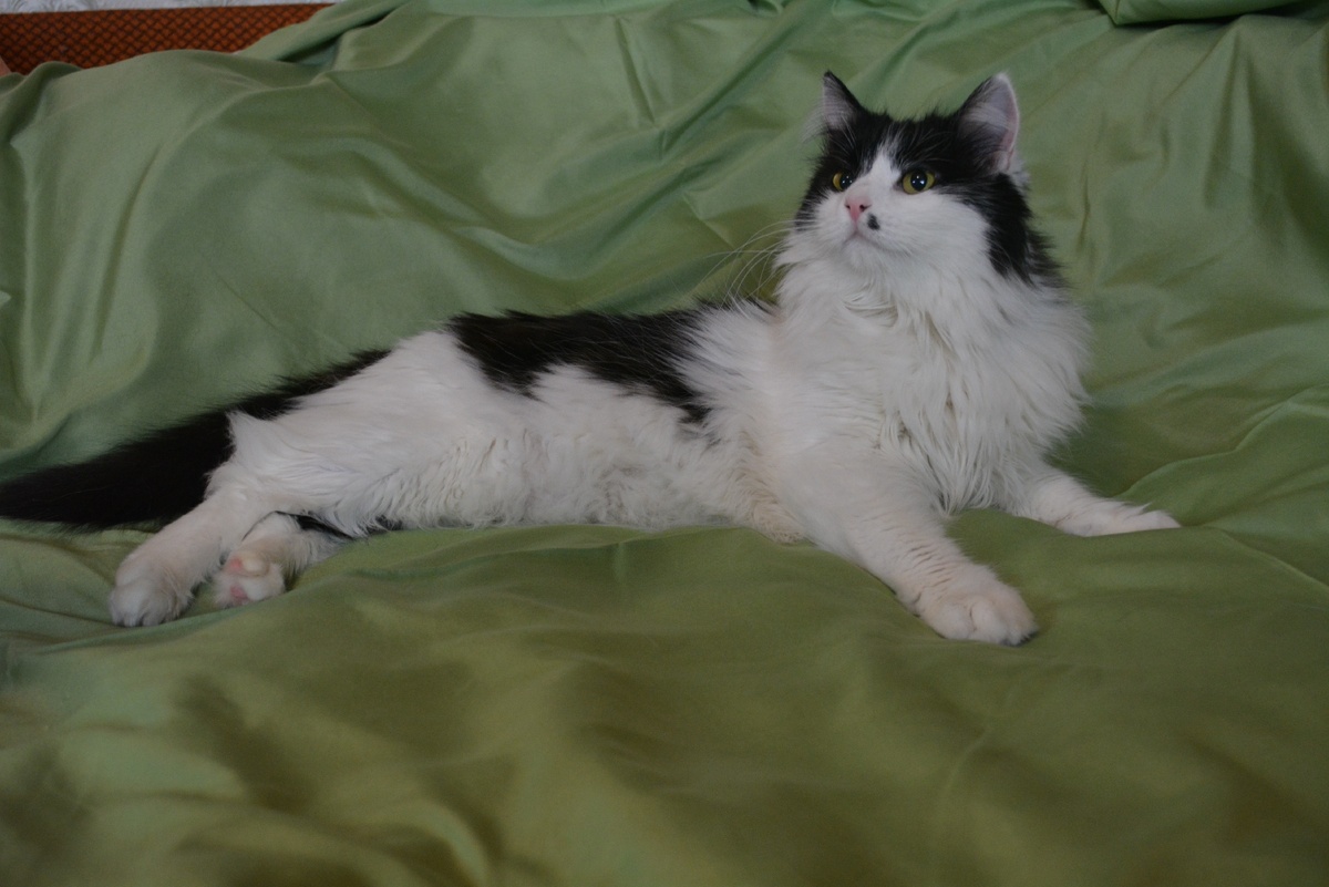 #Кошечка_в_дар