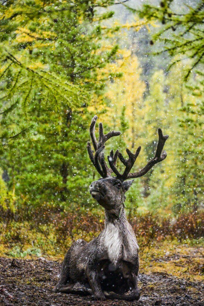 Фото: Тао Данг 