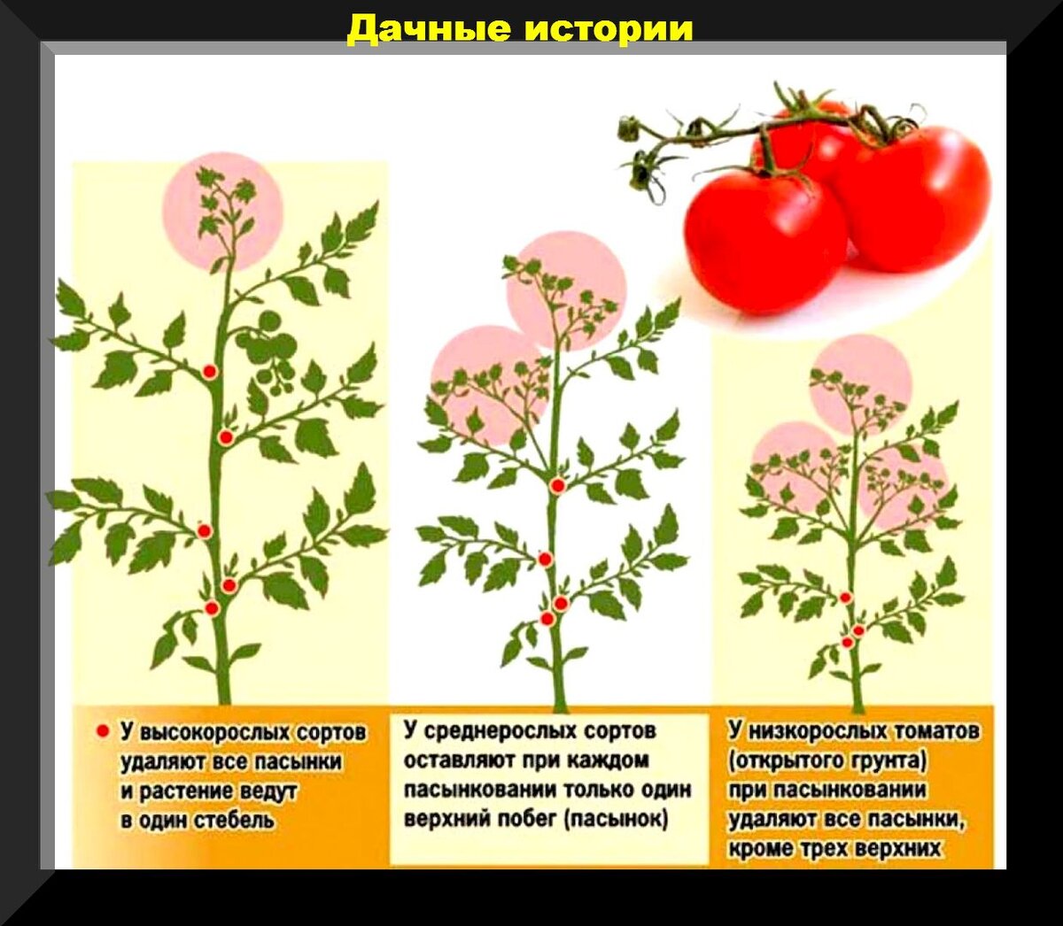 Пасынок под первой цветочной кистью картинка