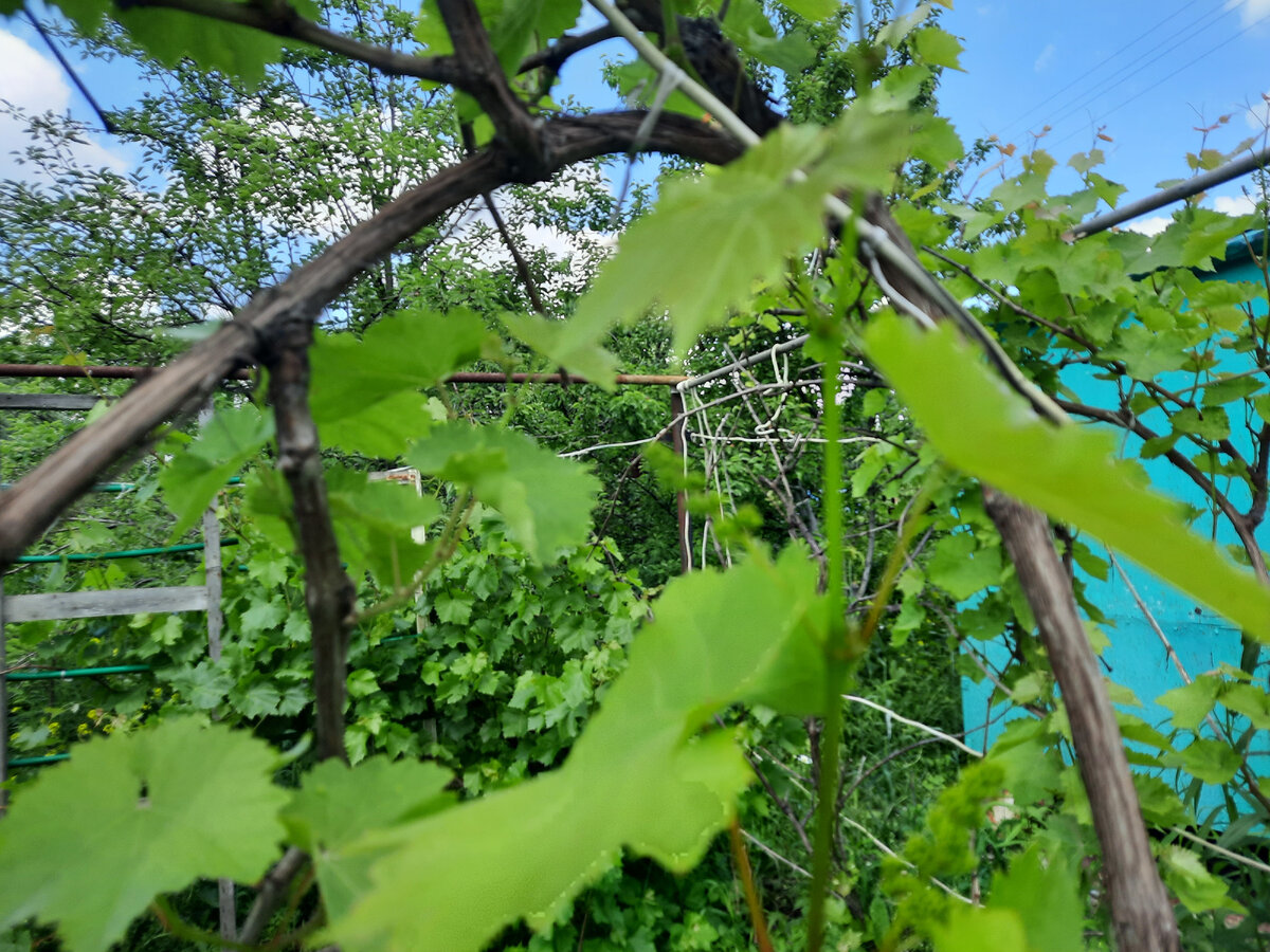 обычный дачный виноградник. Фото с участка моего товарища