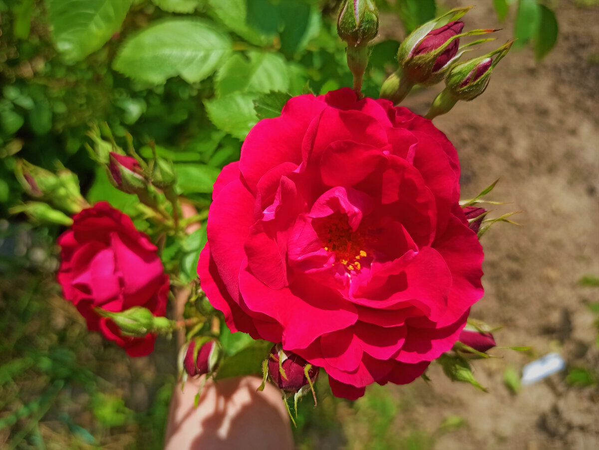  Красная плетистая роза. Фото автора.