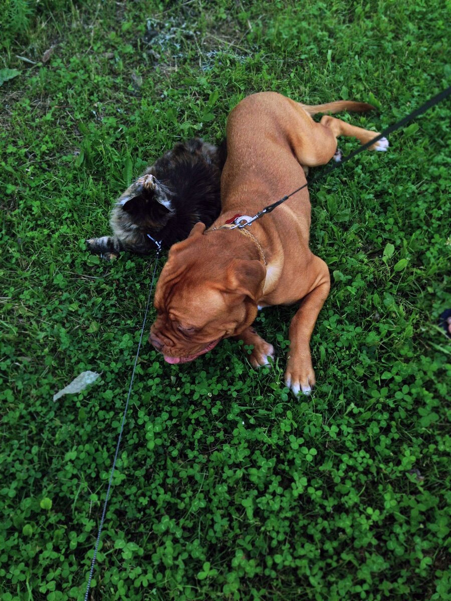 Фото из личного архива. Мейн-кун Чилита и Бордос Орсо, оба еще малявки)