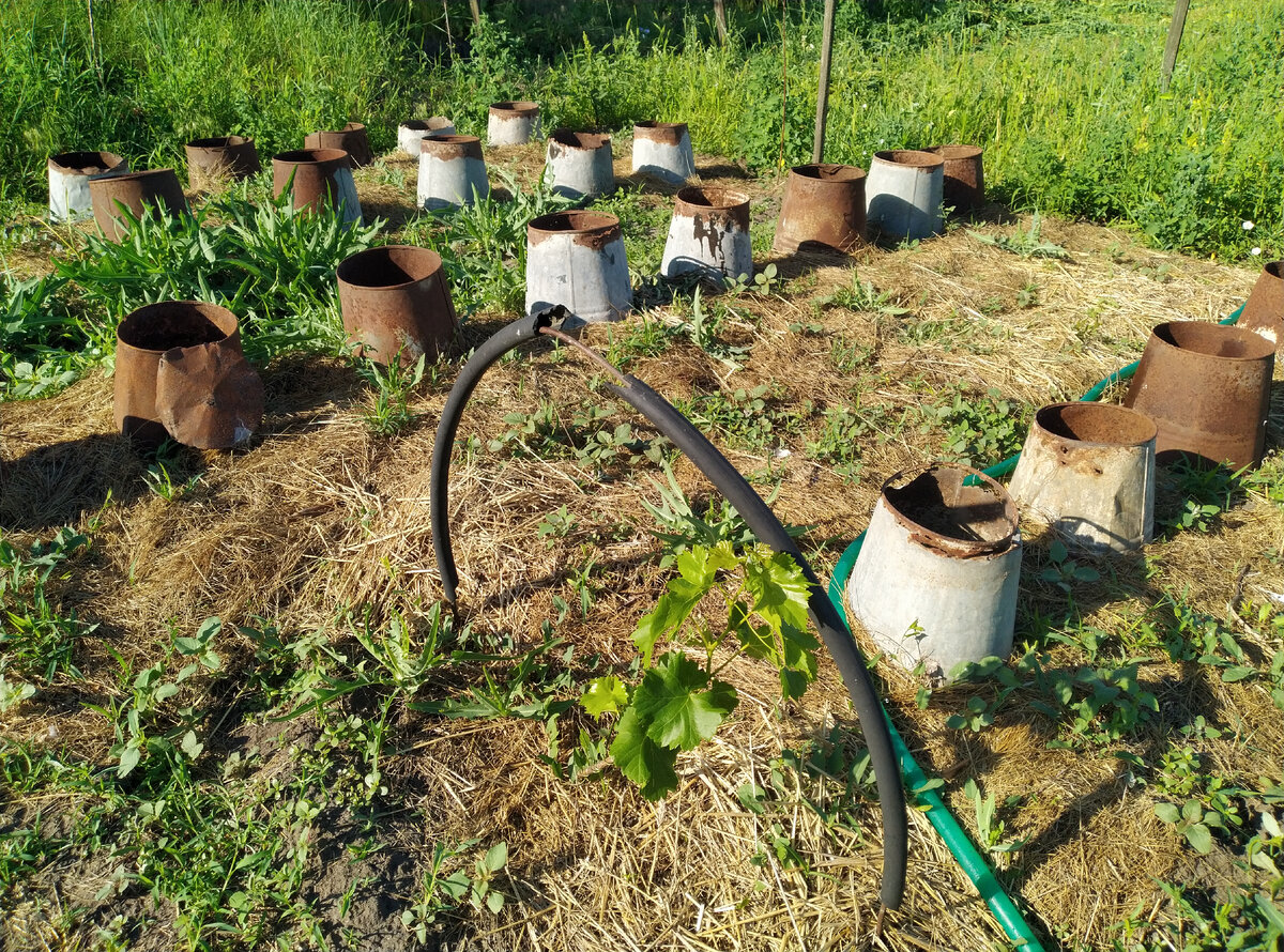 На переднем плане виноград заколосился, и гряда с огурцами, накрытыми ведрами