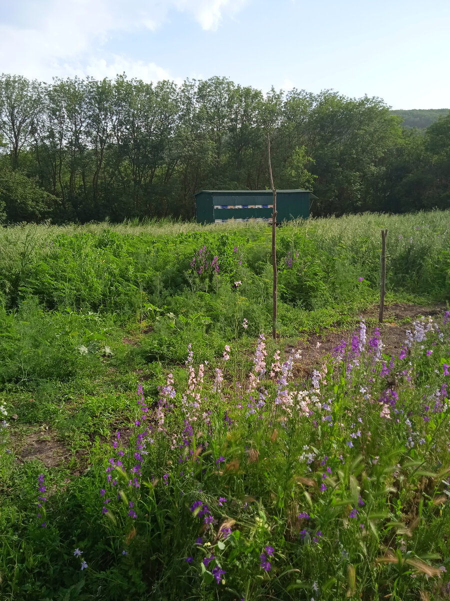 Чужая пасека на моем участке. По периметру участка - высокие деревья. Планирую все убирать.