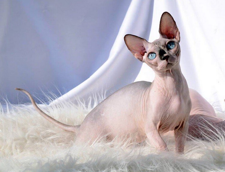 Взрослая особь