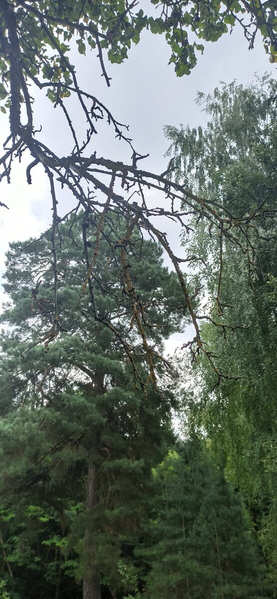 Сухая ветвь.