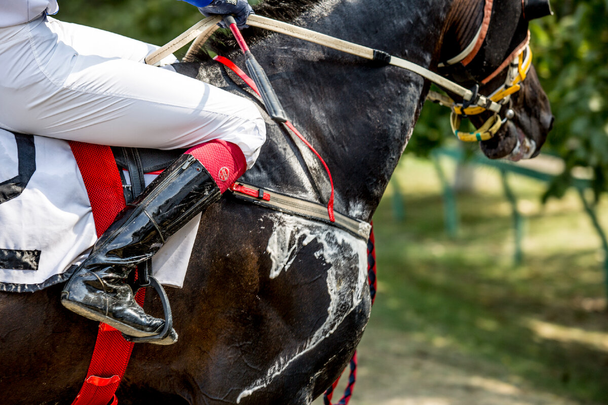 Участник скачек. Ипподром. Игра petz horse club. 6. 6.