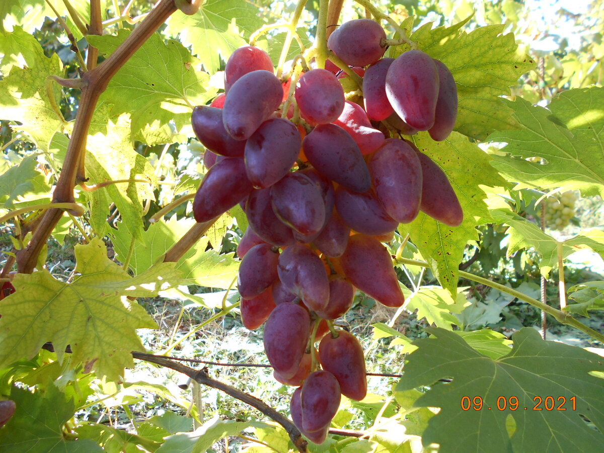 Дубовский розовый - в этом году грозди скромные (сказалась сырая и хорошая погода во время цветения)