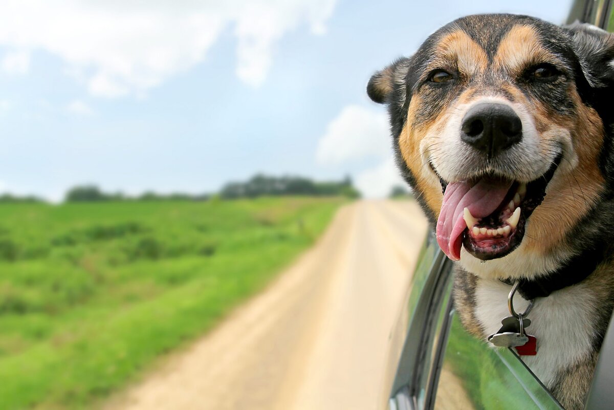 Почему собаки высовывают голову из окна автомобиля во время движения? |  PetZona - канал о животных | Дзен