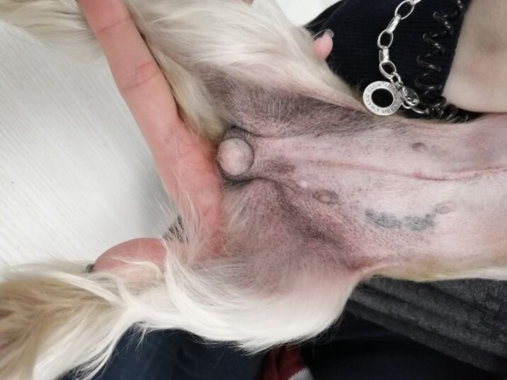 Атопический дерматит осложненный малассезиозным переростом