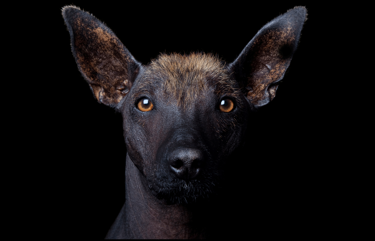 Ксолоитцкуинтли (Фото: https://perfectpets.com.au/pets/dogs/dog-breeds/dog-breeders/xoloitzcuintle)
