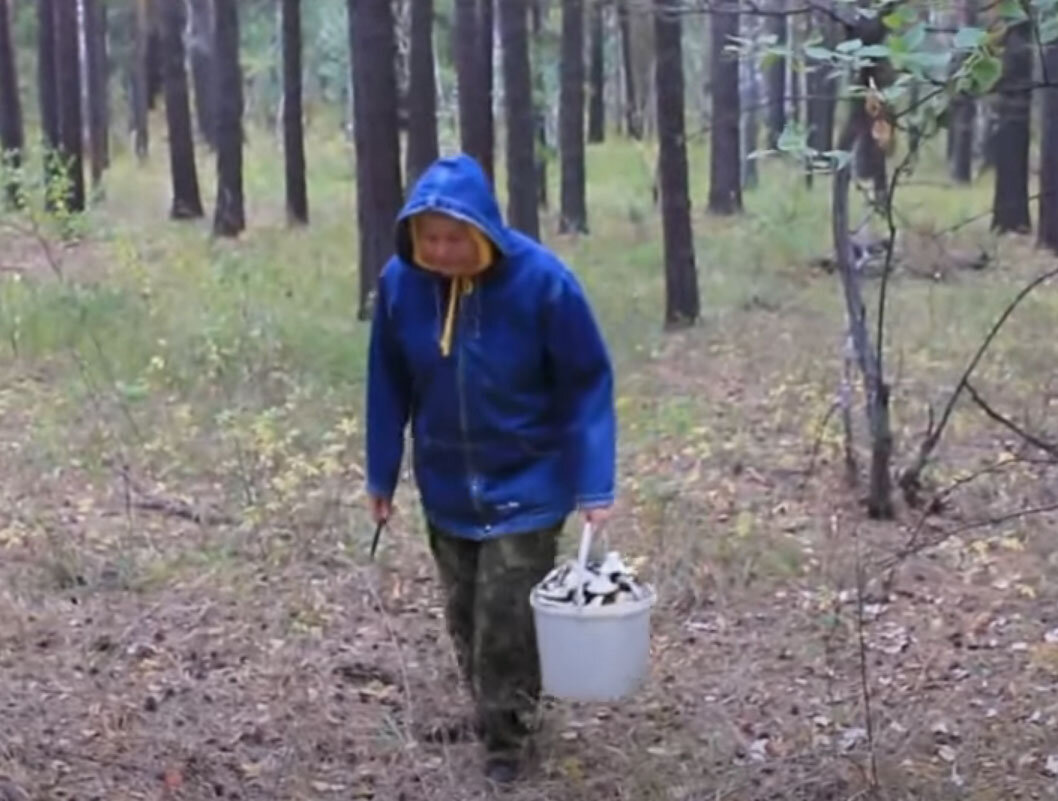 Сбор грибов осенью