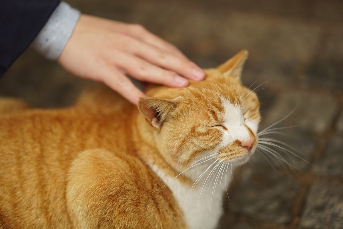 Поласкать кошку. Гладить кошку. Человек гладит кота. Рыжий кот на руках. Поглаживание кота.