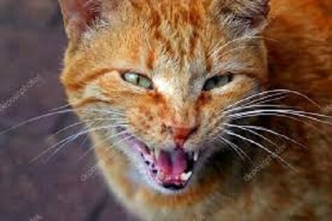 Красивый котяра, боевой!